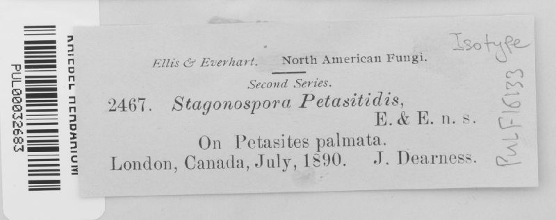 Stagonospora petasitidis image