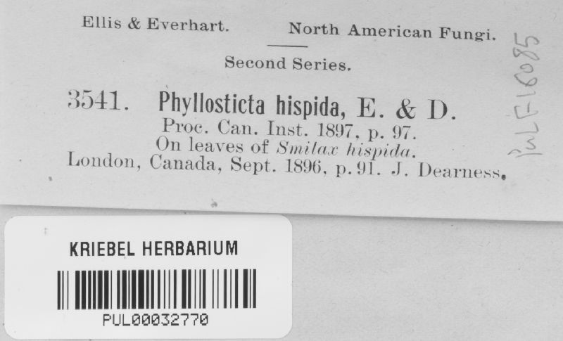 Phyllosticta hispida image