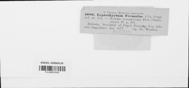 Leptothyrium image