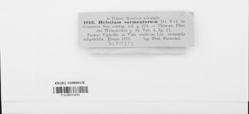 Helotium sarmentorum image