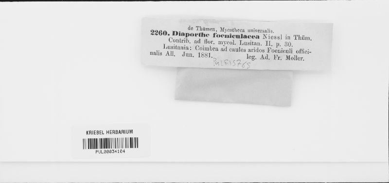 Diaporthe foeniculacea image