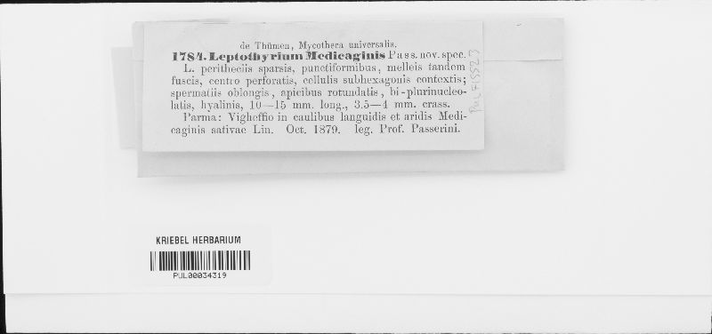 Leptothyrium medicaginis image