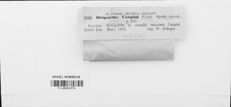 Diaporthe carpini image