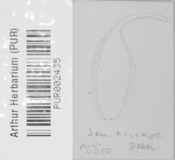 Uredinopsis osmundae image