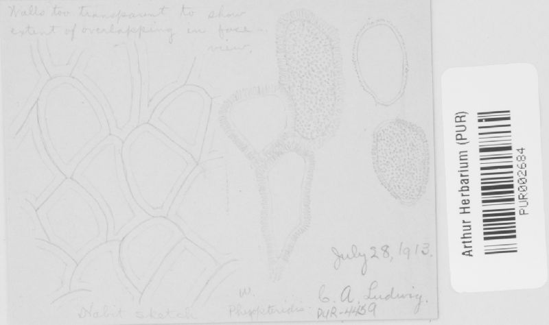 Uredinopsis phegopteridis image
