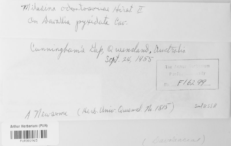 Milesina odontosoriae image