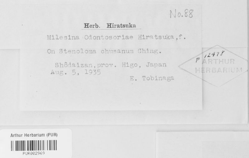 Milesina odontosoriae image