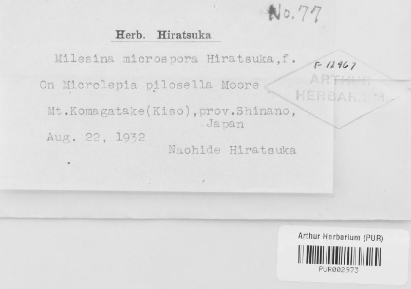 Milesina microspora image