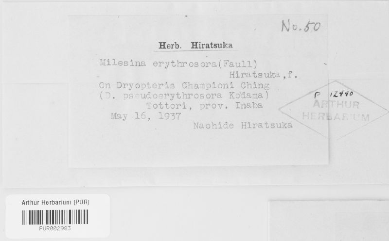 Milesina erythrosora image
