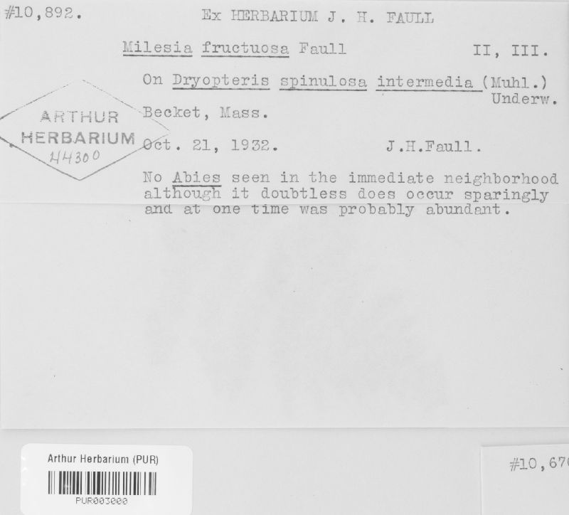 Milesia fructuosa image