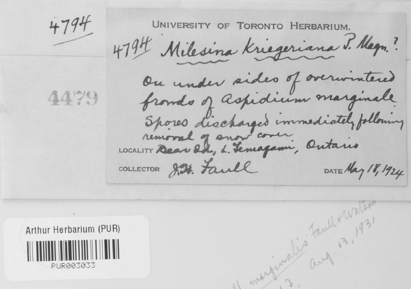 Milesia marginalis image