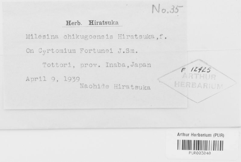 Milesina chikugoensis image