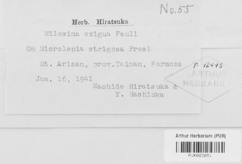 Milesina neoexigua image
