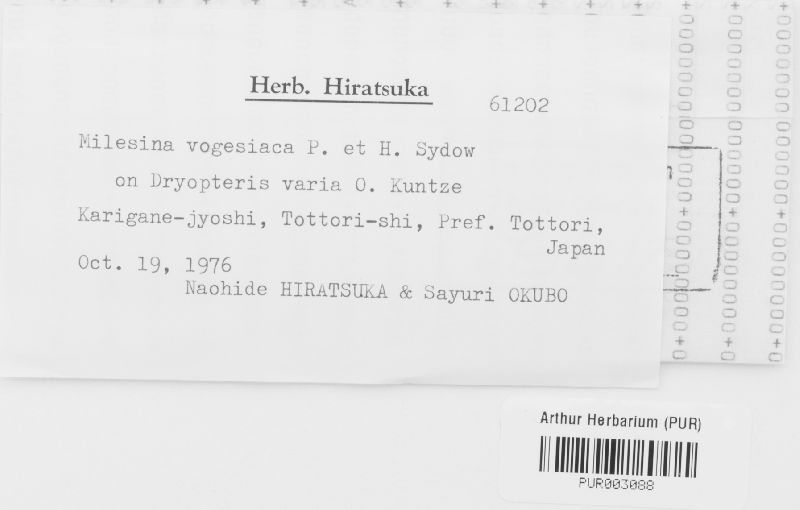 Milesina vogesiaca image