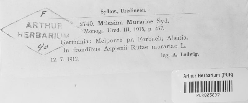 Milesia murariae image