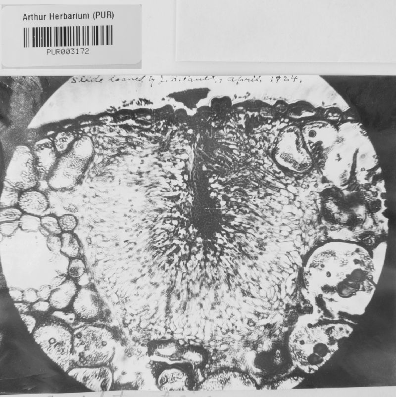 Milesia polypodophila image