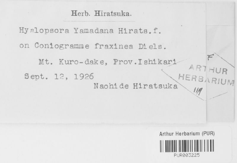 Hyalopsora yamadana image