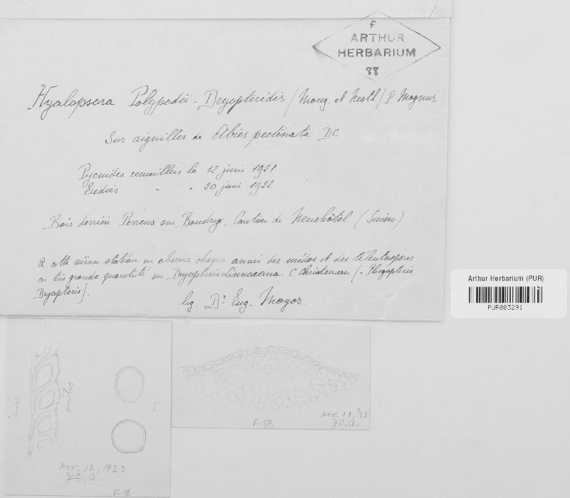 Hyalopsora aspidiotus image