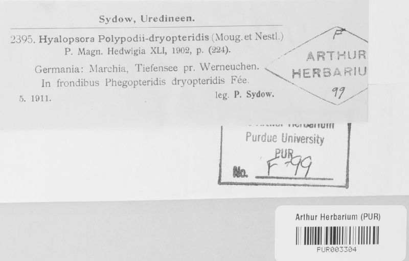 Hyalopsora image