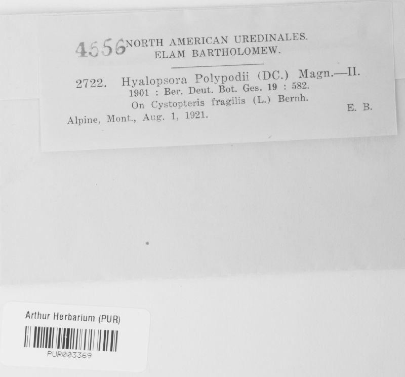 Hyalopsora polypodii image