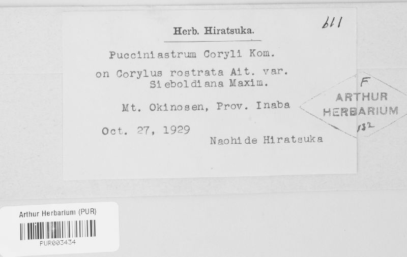 Pucciniastrum coryli image