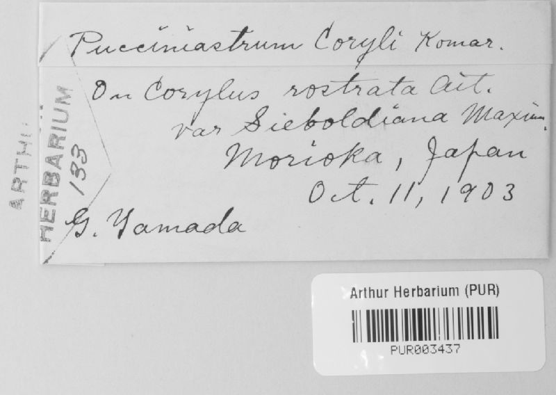 Pucciniastrum coryli image
