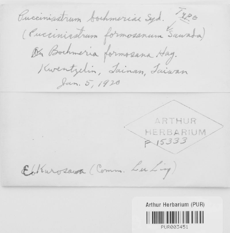 Pucciniastrum boehmeriae image