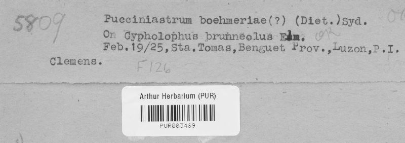 Pucciniastrum boehmeriae image