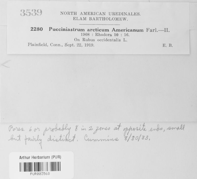Pucciniastrum americanum image