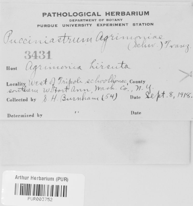 Pucciniastrum agrimoniae image