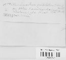 Pucciniastrum epilobii image