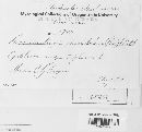 Pucciniastrum epilobii image