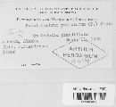 Pucciniastrum epilobii image