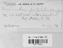 Pucciniastrum epilobii image