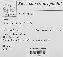 Pucciniastrum epilobii image
