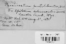 Pucciniastrum epilobii image