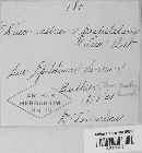 Pucciniastrum epilobii image