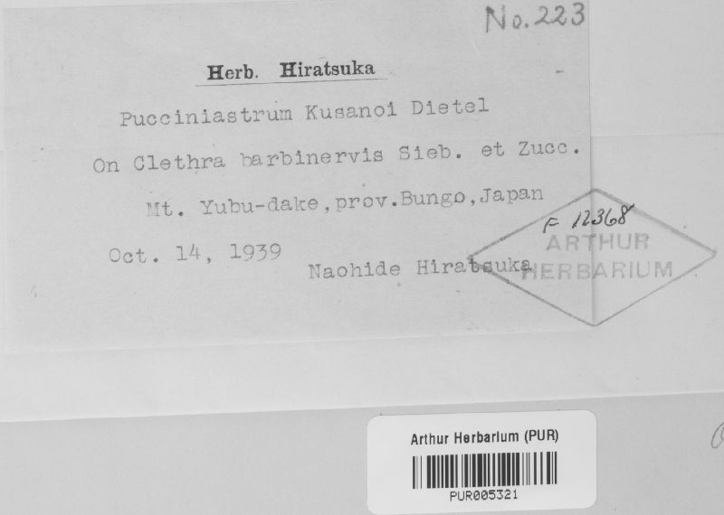 Pucciniastrum kusanoi image