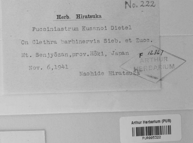 Pucciniastrum kusanoi image