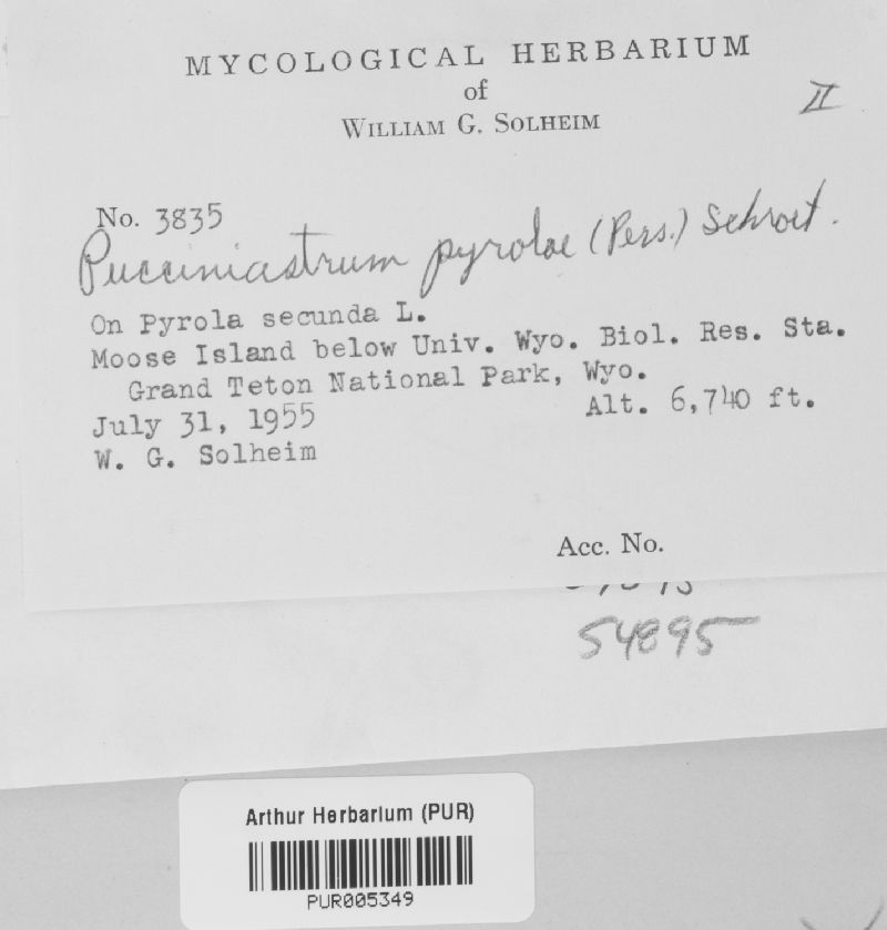 Pucciniastrum pyrolae image