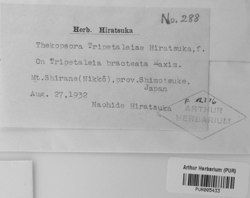 Pucciniastrum tripetaleiae image