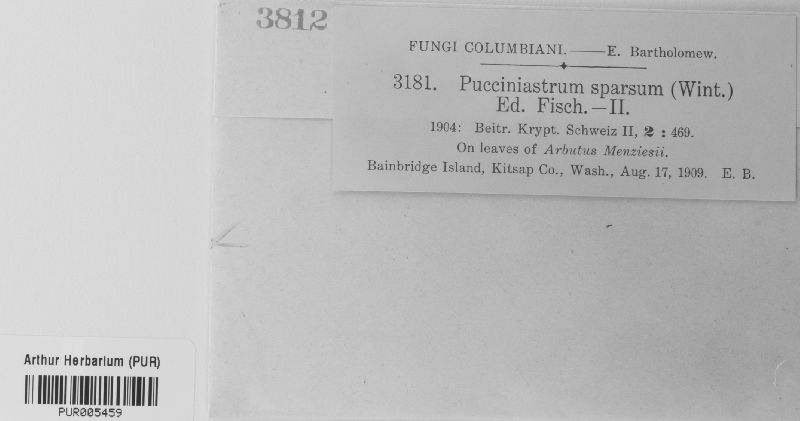 Pucciniastrum sparsum image