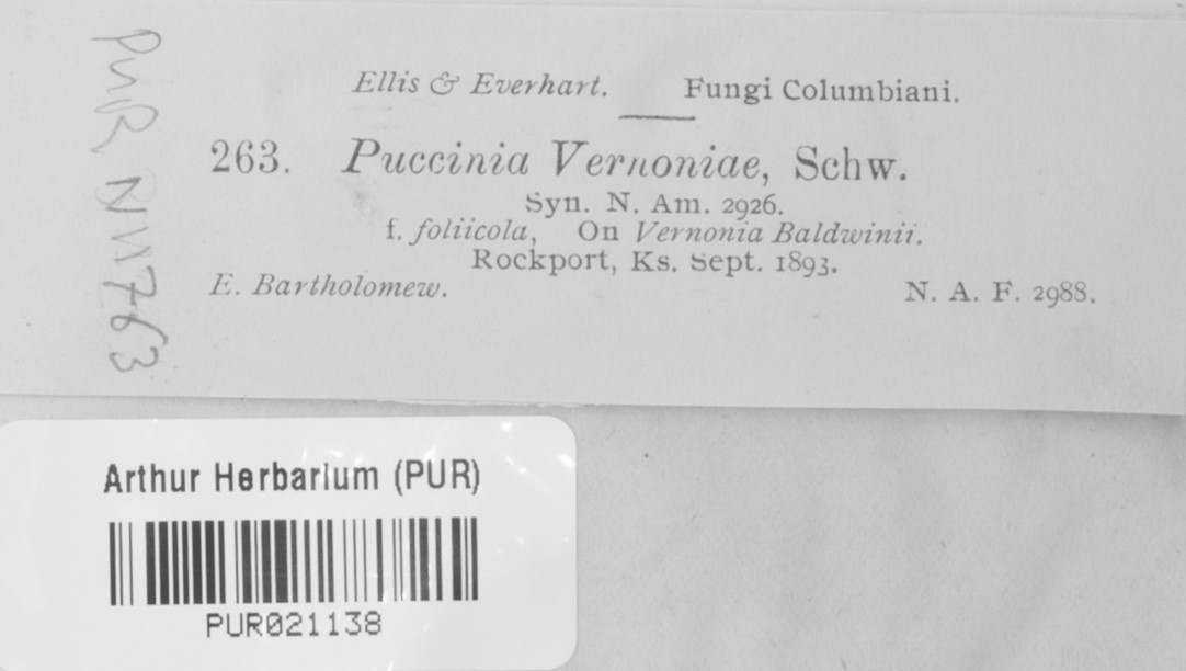 Puccinia vernoniae image