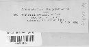 Aecidium peckii image