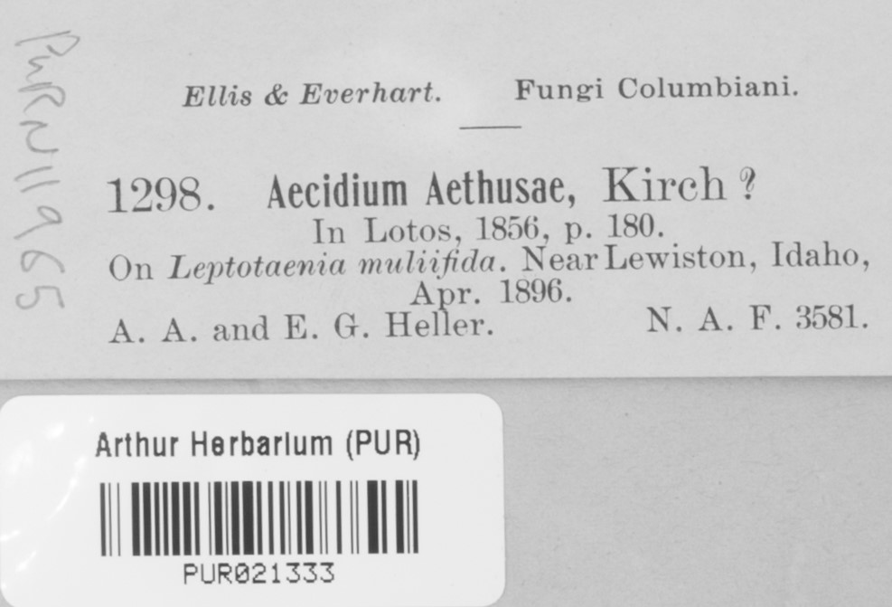 Aecidium aethusae image