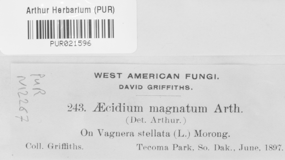 Aecidium magnatum image