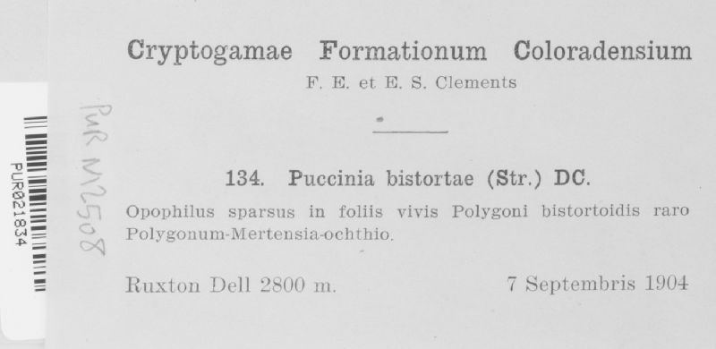 Puccinia bistortae image