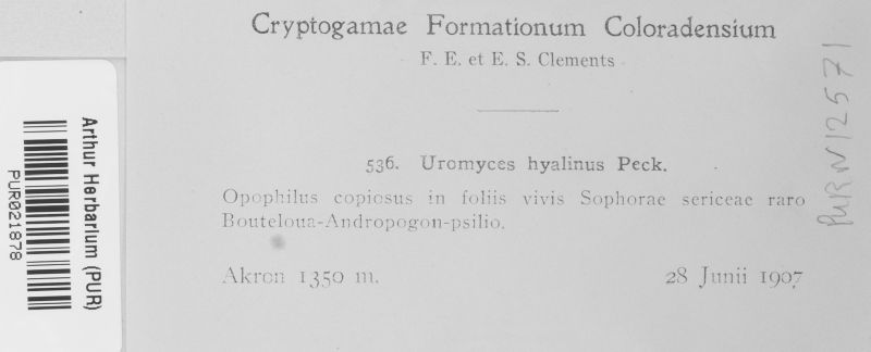 Uromyces hyalinus image