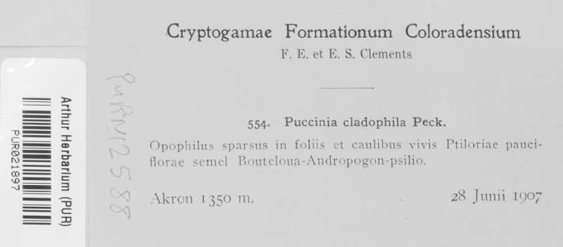 Puccinia cladophila image