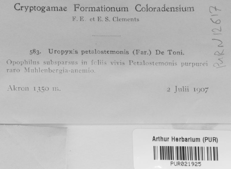Uropyxis petalostemonis image